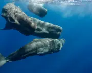 Decoding Beluga Whale Chatter Could Aid Conservation Efforts