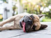 Defra responds to petition calling for ban on walking dogs in heat