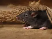 Deter rats naturally with vinegar and peppermint oil, experts say