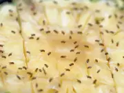 DIY Fruit Fly Trap: Apple Cider Vinegar Wins Test