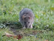DIY rat repellent spray for under £3: simple recipe to protect your garden