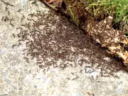 DIY Vinegar Spray Eliminates Ants in 30 Minutes