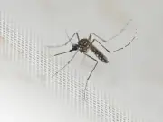 Doctor's mosquito bite tip: rub, don't scratch