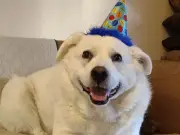 Dog Dies at Groomer, $148 Fine Sparks Calls for New Laws