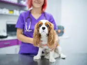 Dog dry eye warning: PDSA urges owners not to wait on symptom