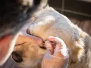 Dog expert reveals hidden tick spots to check after RSPCA warning