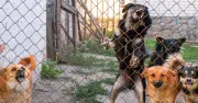 Dog Expert Warns: 3 Worst Breeds for Families, One 'Bites Kids'