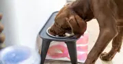 Dog Food Recall: 'Stop Feeding' Warning Over Metal Contamination
