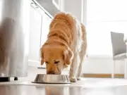 Dog Food Recall: Years Fresh Meals Linked to Dry Eye Condition