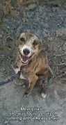 Dog found with heavy chain around neck in Crete seeks new home
