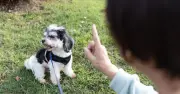 Dog owner with seven dogs warns overtraining puppies leads to biting