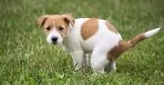 Dog owners face £100 fines in West Oxfordshire plan