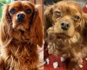 Dog owners fear Years food recall link to pets' eye problems