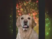 Dog Owners Spend £145 a Year on Firework Anxiety Help