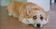 Dog owners test fake person trick for separation anxiety