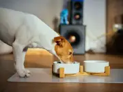 Dog owners urged to stop feeding premium pet food over dry eye fears