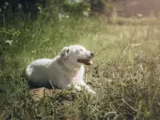 Dog Owners Warned Common Gestures Could Signal Sunburn