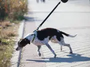 Dog owners warned over common 'pull' mistake when walking pet