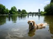 Dog owners warned over deadly parvovirus case in Abergavenny