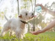 Dog owners warned to spot key sign which could save pet's life in heatwave