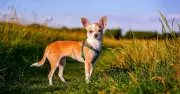 Dog owners warned to watch for 'hot spots' in summer heat