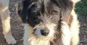 Dog 'part panda' seeks new home after being abandoned by family