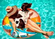 Dog Wearing Hat Wins Trace Meek Phone Photo Contest