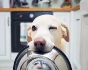 Dogs blink more when they see their owners blinking, study finds
