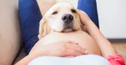 Dogs Can Detect Pregnancy Before You Know: Here's How