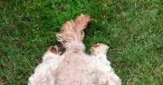 Dogs kick grass after pooing to spread scent, not cover mess
