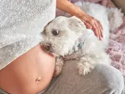 Dogs React to Pregnancy: Protective, Clingy, or Indifferent