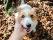 Dogs Trust Reveals Most Popular Dog Names of 2026