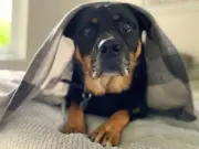 Dogs Trust's longest-term underdog Twiglet aims to find forever family after staycation