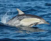 Dolphin dies from H5 bird flu in SA as researchers withdrawn