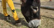 Donkeys Get Football Socks from Wolves FC to Fight Flies