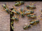Drunk Wasps Set to Bring Sting in the Tail of Summer After Heatwaves