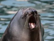 El Nino Threatens Global Spread of Rabid Seals, Experts Warn