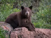 Elderly man mauled by bear in sixth Colorado attack this year