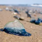 Electric Blue 'Alien' Sea Creatures Wash Up on Cumbria Beach