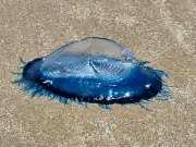 Electric blue sea creatures on UK beaches spark warning