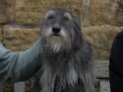 Emmerdale fans in tears as Dingles bid farewell to Monty