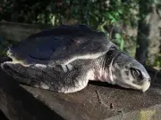 Endangered turtle to be flown 5,000 miles from Wales to Gulf of Mexico