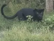 Enormous 'panther' spotted by UK river in Dorset
