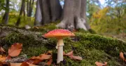 Epping Forest visitors urged: 'Click, don't pick' fungi