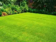 Epsom Salt for Greener Lawns: Gardeners' Secret
