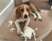 Ernie the danger dog: a lovable beagle who dices with death