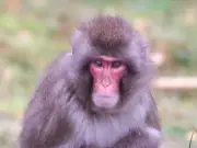 Escaped monkey Luka returns to enclosure at Highland Wildlife Park