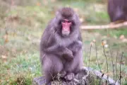 Escaped monkey returns to Highland Wildlife Park enclosure