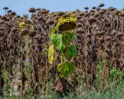Europe heatwave breaks records as rivers dry up