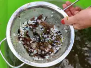 Europe's worst nurdle spill sparks massive volunteer clean-up on River Tyne